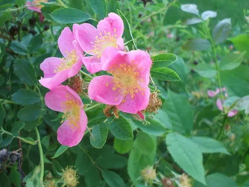 Image of pink Wild Rose